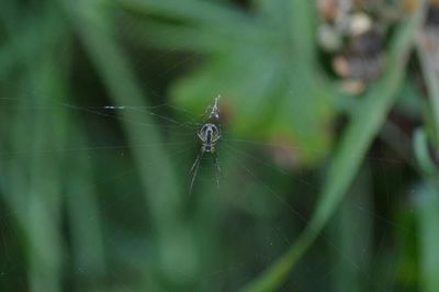 Close-up of insect