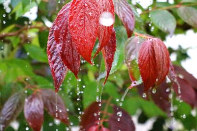 Close-up of wet red flower on plant