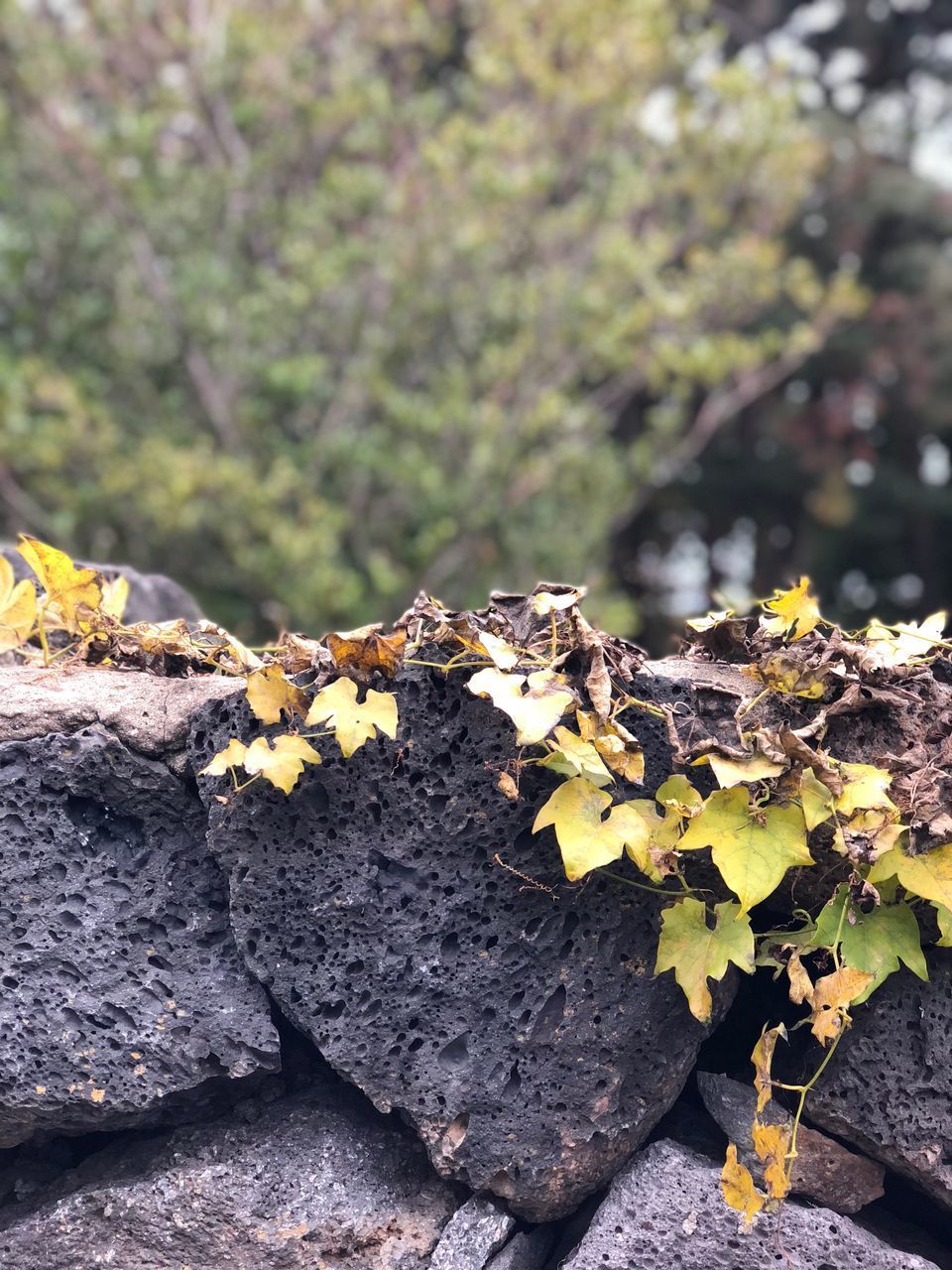 CLOSE-UP OF DRY LEAVES ON ROCK