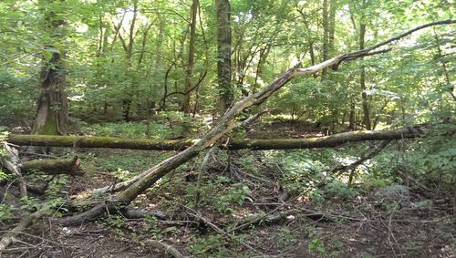 Trees in forest