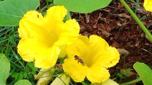 Close-up of yellow flower