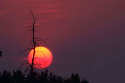 Silhouette of tree against sky during sunset