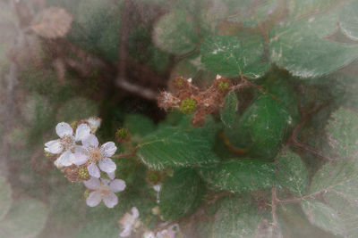 High angle view of fresh flowers on tree