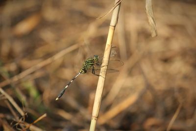 Close-up of dragonfly on plant