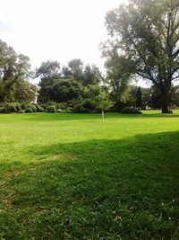 Trees on grass against sky