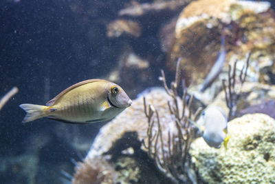 Close-up of fish swimming in aquarium