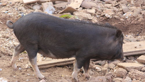 Indian small black pig