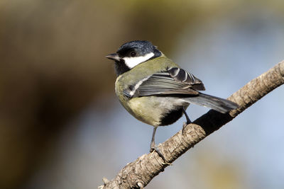 Close-up of bird perching on a branch