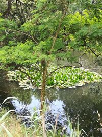 Scenic view of lake in forest