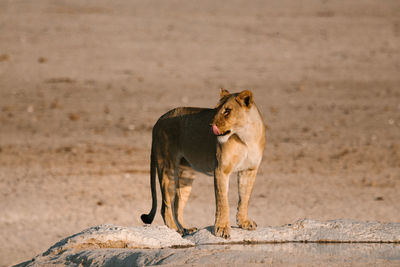 Fluffy lioness standing on stone in dry savanna on sunny day and looking away