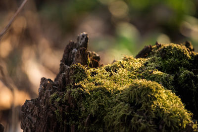 Close-up of moss on tree trunk