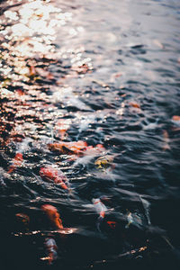 High angle view of koi carps swimming in lake