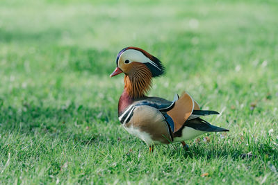 Duck on grassy field