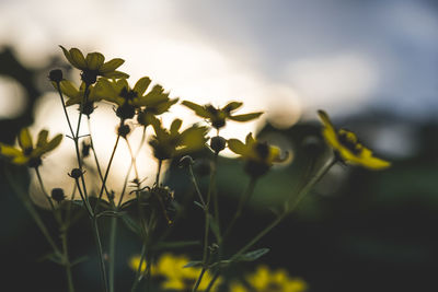 Close-up of yellow flowering plant on field