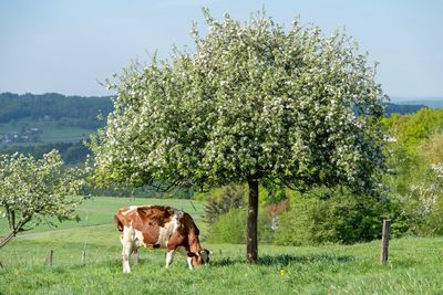 View of a cow on field