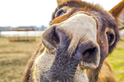 Close-up portrait of horse on field