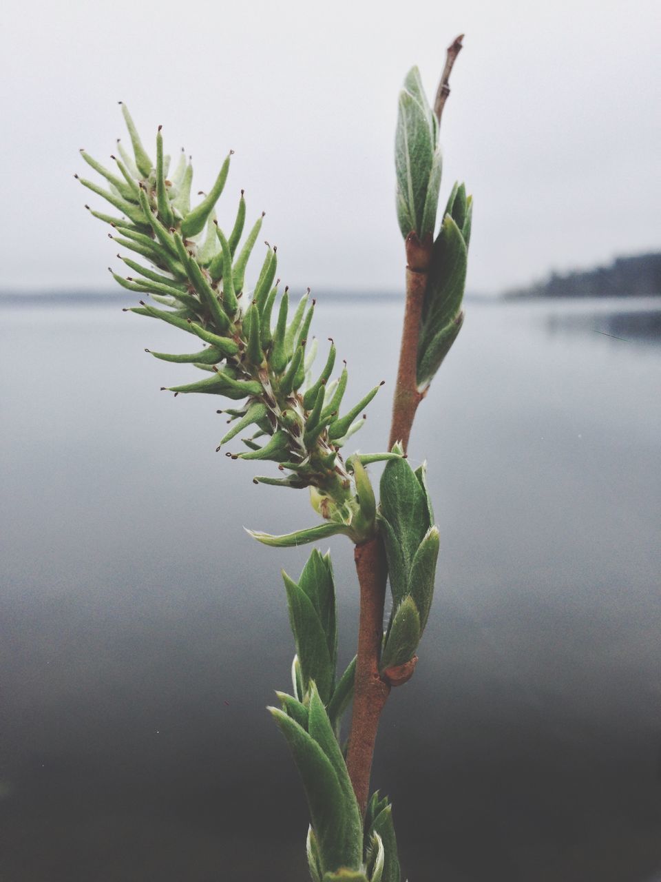 leaf, plant, water, growth, stem, nature, close-up, focus on foreground, beauty in nature, flower, green color, freshness, fragility, lake, reflection, growing, day, bud, no people, outdoors