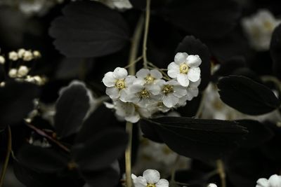 Close-up of white flowering plant