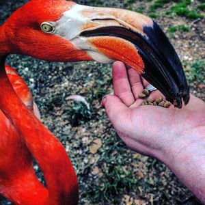 Cropped image of hand feeding flamingo at zoo