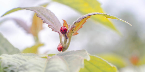 Close-up of flower on plant