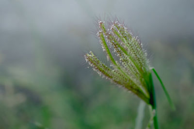 Close-up of wet plant