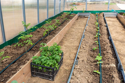 High angle view of vegetables in greenhouse