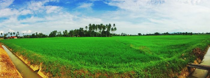 Scenic view of agricultural field against sky