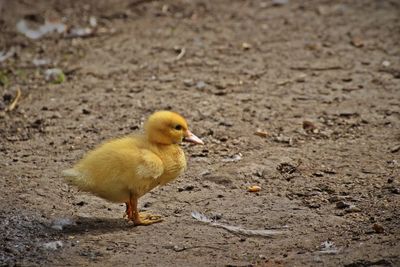 Close-up of bird on field