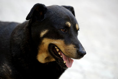 Close-up of black dog looking away