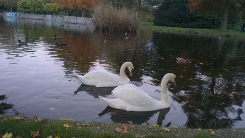 Ducks swimming in water