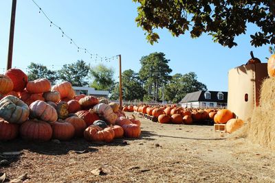 Close-up of pumpkins for sale