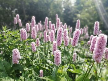 Close-up of pink flowering plants