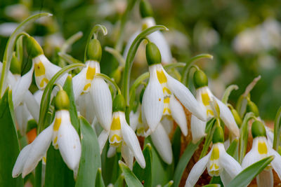 Close-up of white flowering plant