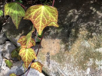 Close-up of dry leaves on rock