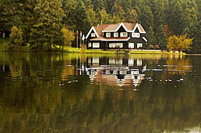 Reflection of trees in water