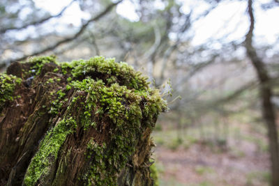 Close-up of pine tree