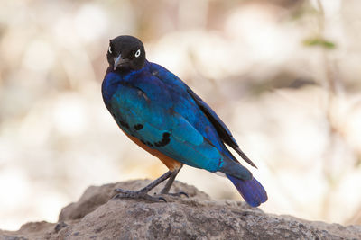 Close-up of superb starling on rock