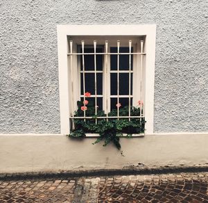 Potted plants on window sill