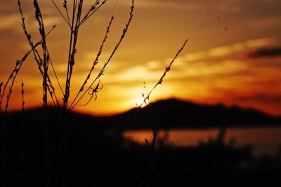 Silhouette plants on landscape against romantic sky at sunset