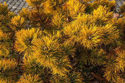 Close-up of yellow flowering plants