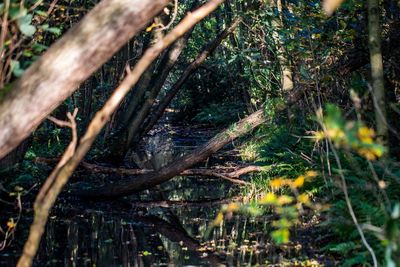 Trees in forest