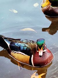 Close-up of duck swimming in lake