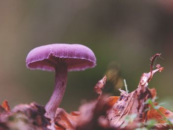 Close-up of purple mushroom growing outdoors