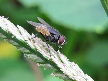 Close-up of insect on flower