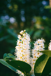 Close-up of flowering plant