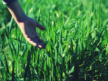 Close-up of hand holding plant on field