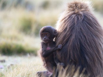 Closeup portrait of baby gelada monkey theropithecus gelada holding onto back of mother, ethiopia.