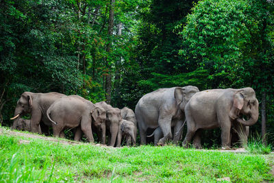 View of elephant in the field