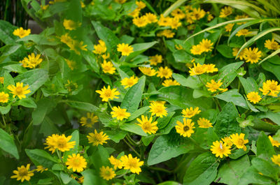 Close-up of yellow flowering plants