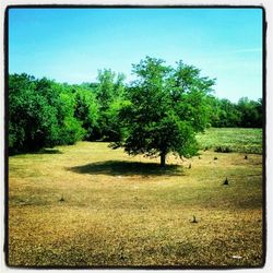 Scenic view of grassy field against sky